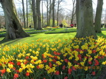 Парк цветов Кёкенхоф - Сад Европы